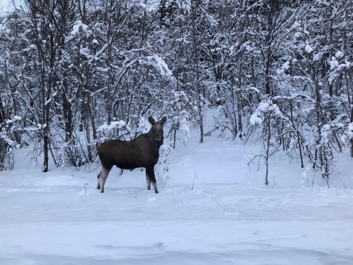 Narnia Lodge Lofoten Gimsoy Dış mekan fotoğraf